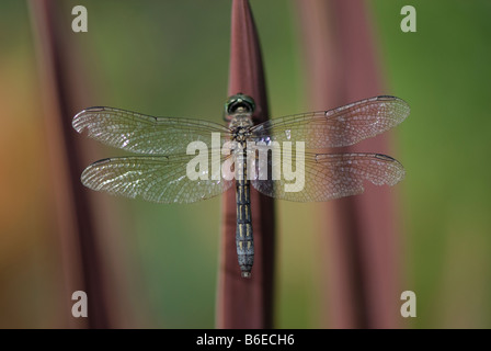 Gemeinsamen Darter (Libelle) thront auf Schilf. Stockfoto