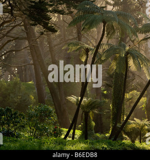 Riesige Farn-Bäume-Wald im Sunglow-Golden Gate Park, San Francisco Stockfoto