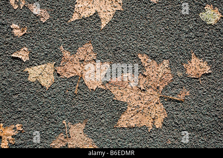 Herbst Blätter auf Straße Asphalt eingeprägt. London, England, Vereinigtes Königreich Stockfoto