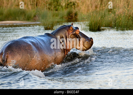 Südafrika, Sint Lucia, größere Sint Lucia Wetlands, Hippo (Nilpferd) Stockfoto