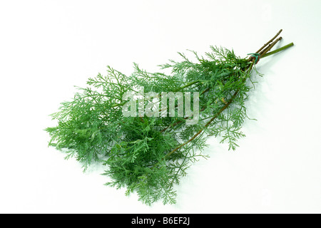 Studio Bild, Haufen, Eberraute, Jungs Liebe (Artemisia Eberraate) Stockfoto