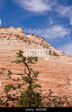 Ungewöhnliche felsigen Hügeln in sanften Farbtönen von Orange und Sahne in Zion Park gegen ein blauer Himmel mit weißen Wolken Stockfoto
