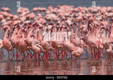 Flamingos in einer Paarung Ritual, Lake Nakuru, Lake-Nakuru-Nationalpark, Kenia Stockfoto