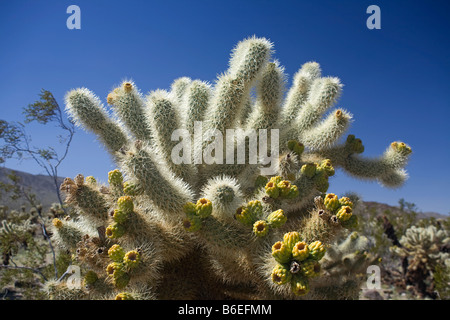 CALIFORNIA - springen Teddy Bear Cholla Cactus Opuntia Bigelovii, bei der Cholla Cactus Garden des Joshua Tree National Park. Stockfoto