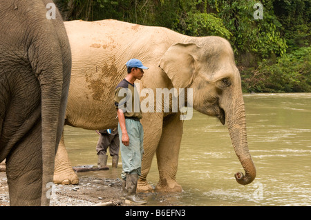 Elefanten gewaschen von einem Mahout (Elefant Hüter) in einem Fluss in Tangkahan, Sumatra, Indonesien Stockfoto