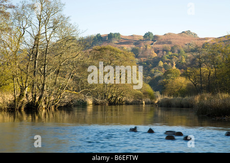 Blick auf den Fluß Rothay Eintritt in Rydal Wasser mit Blick auf Loughrigg fiel Grasmere Seenplatte Cumbria Uk Stockfoto