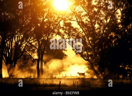 Kuh im Morgengrauen Nebel Stockfoto