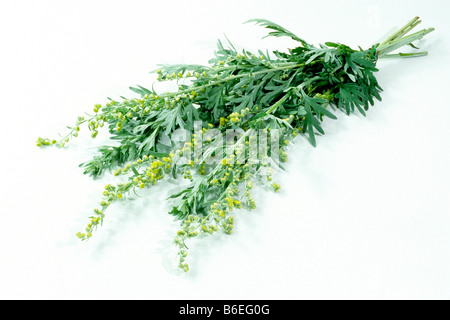 Absinth, gemeinsame Wermut, Green Ginger (Artemisia Absinthum), Bündel, Studio Bild Stockfoto