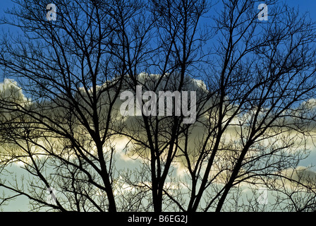 Zweige der Bäume bei Sonnenuntergang Stockfoto