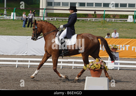 Pferdesport. Dressur Stockfoto