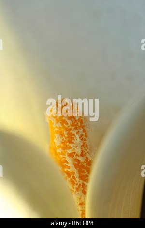 Arum Lilie Zantedeschia aethiopica Stockfoto