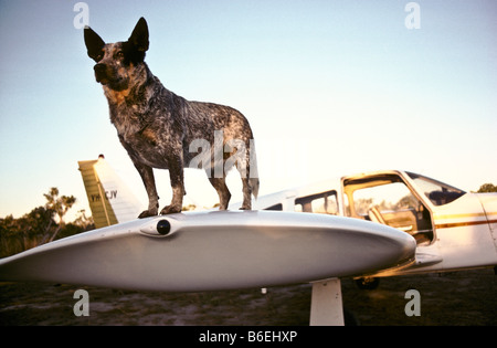 Hund auf Tragfläche, Outback Queensland Stockfoto