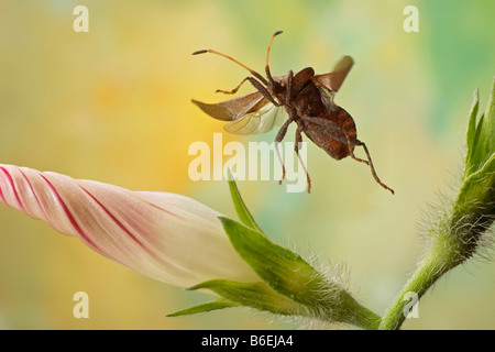 Dock Bug (Coreus Marginatus), Sachsen-Anhalt, Deutschland Stockfoto