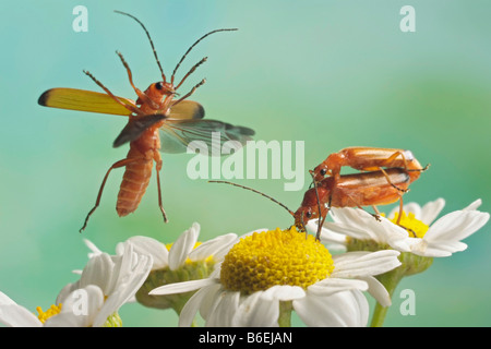 Gemeinsamen roten Soldat Käfer oder Bärenklau Bonking Käfer (Rhagonycha Fulva), Sachsen-Anhalt, Deutschland Stockfoto