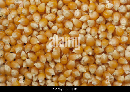 Popcorn oder knallende Mais als verkauft in Reformhäusern in China angebaut Stockfoto