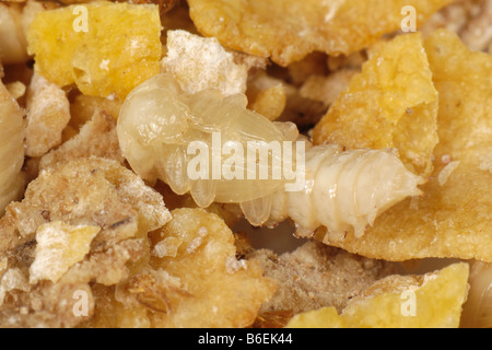 Gelbe Mehlkäfer Mehlkäfer Molitor Käfer Puppe Stockfoto