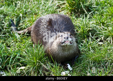 Asiatischen kurze Krallen Otter (Amblonyx Cinureus) Stockfoto