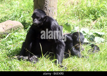 Kolumbianische schwarz konfrontiert Klammeraffe [Chester Zoo, Chester, Cheshire, England, Großbritannien, Vereinigtes Königreich, Europa].          . Stockfoto