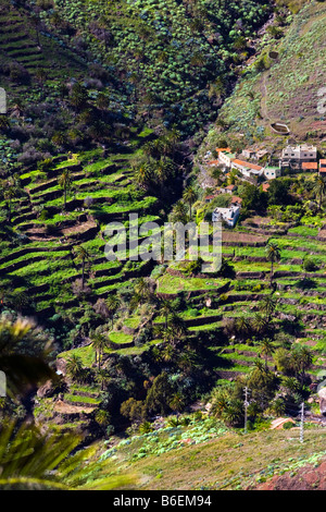 Spanien. Kanarischen Inseln. Insel La Gomera. Terrassen in der Nähe von Benchijigua Dorf. Stockfoto