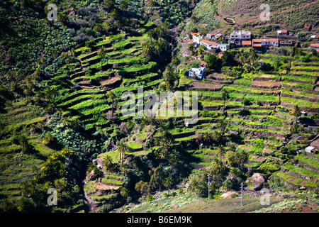 Spanien. Kanarischen Inseln. Insel La Gomera. Terrassen in der Nähe von Benchijigua Dorf. Stockfoto
