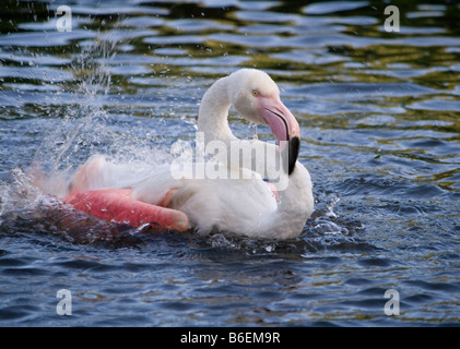 Rosaflamingo (Phoenicopterus Ruber) Baden und putzen. Stockfoto