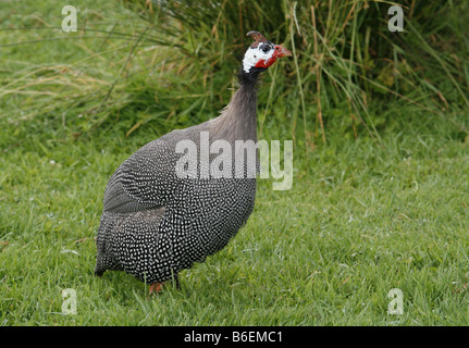 Behelmte Perlhuhn (Numida Meleagris) Stockfoto