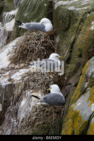 Dreizehenmöwen (Rissa Tridactyla) nisten auf Felsenleisten auf den Farne Islands, Northumberland, UK. Stockfoto