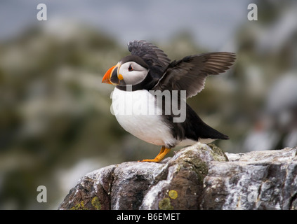 Papageitaucher (Fratercula Arctica) etwa abzunehmen.  Fotografiert auf den Farne Islands, Northumberland, UK. Stockfoto