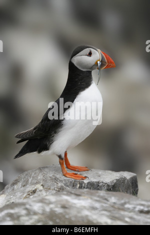 Papageitaucher (Fratercula Arctica) mit Sandaale im Schnabel.  Fotografiert auf den Farne Islands, Northumberland, UK. Stockfoto