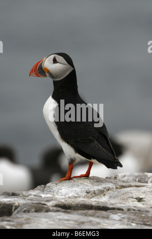 Papageitaucher (Fratercula Arctica).  Fotografiert auf den Farne Islands, Northumberland, UK. Stockfoto