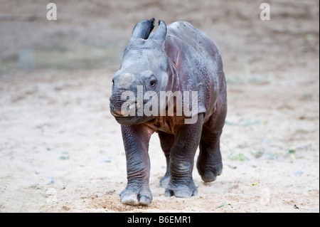 Junge indische Nashorn, Great One gehörnten Nashorn oder asiatischen einen gehörnten Nashorn (Rhinoceros Unicornis) Stockfoto