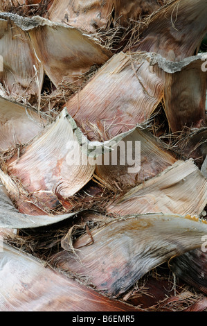 Stamm einer Dattelpalme (Phoenix Dactylifera) Stockfoto