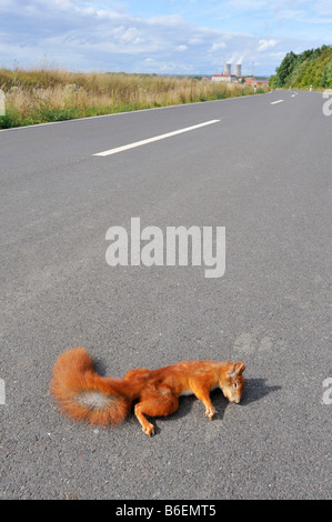 Tote Eichhörnchen auf einer Straße in der Nähe von Grafenrheinfeld, Bayern, Deutschland, Europa Stockfoto