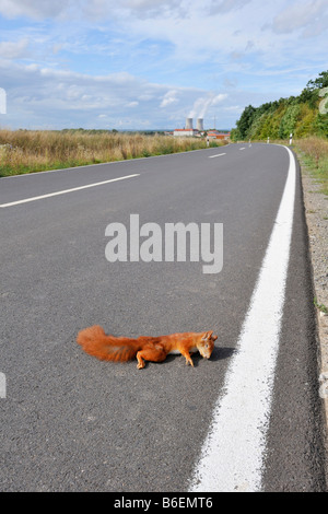 Tote Eichhörnchen auf einer Straße in der Nähe von Grafenrheinfeld, Bayern, Deutschland, Europa Stockfoto