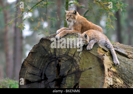 Eurasischer Luchs (Lynx Lynx), weibliche und Welpe auf Baumstamm Stockfoto