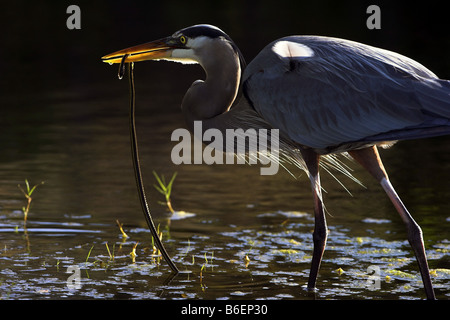 Great Blue Heron (Ardea Herodias), hat eine Schlange, USA, Florida, schwarzen Punkt Wildllife fahren erwischt Stockfoto