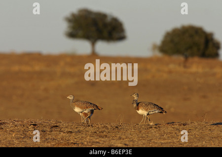 die Großtrappe (Otis Tarda), Gruppe im Lebensraum, Spanien, Extremadura Stockfoto