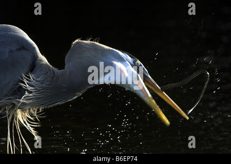 Great Blue Heron (Ardea Herodias), ernährt sich von Gefangenen Schlange, USA, Florida, schwarzen Punkt Wildllife fahren Stockfoto