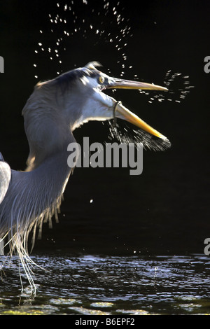 Great Blue Heron (Ardea Herodias), ernährt sich von Gefangenen Schlange, USA, Florida, schwarzen Punkt Wildllife fahren Stockfoto