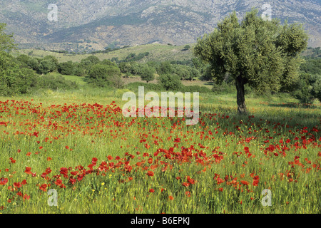 Frühling auf Samothraki Island, Griechenland, Zuge, Samothraki Stockfoto