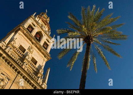 Der Glockenturm der Mezquita, die Kirche/Moschee von Cordoba und einer Palme, Andalusien, Spanien, Europa Stockfoto