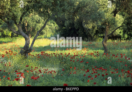 Frühling auf Samothraki Island, Griechenland, Zuge, Samothraki Stockfoto