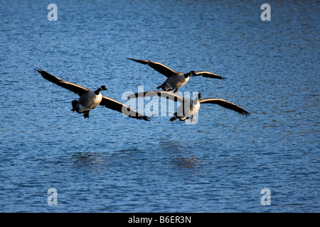 Ankunft der kanadische Gänse (Branta Canadensis) Stockfoto