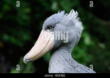 Schuhschnabel oder Whalehead (Balaeniceps Rex) Stockfoto