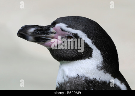 Humboldt-Pinguin (Spheniscus Humboldti), Zoo, Deutschland, Europa Stockfoto