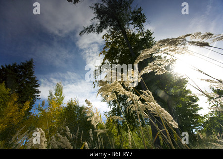 Holz klein-Reed, Feathertop (Calamagrostis Epigejos), Gräser und Mischwald von unten, Deutschland, Thüringen Stockfoto