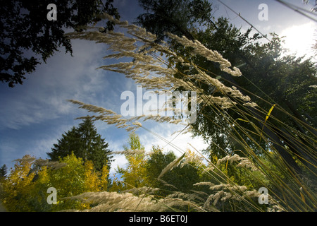 Holz klein-Reed, Feathertop (Calamagrostis Epigejos) und Mischwald im Herbst, Deutschland, Thüringen Stockfoto