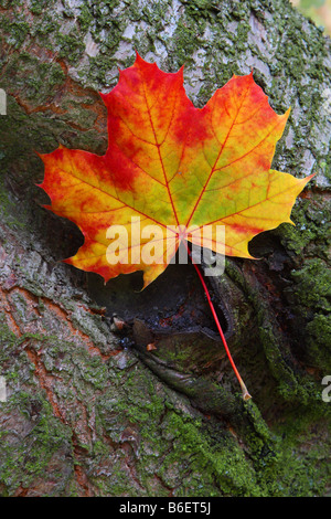 Spitz-Ahorn (Acer Platanoides), Ahornblatt im Herbst, Deutschland Stockfoto