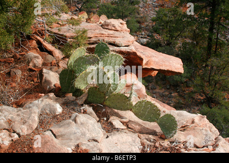 Ein Prickley Pear Cactus ziert eine Leiste des Oak Creek Canyon im nördlichen Arizona Stockfoto