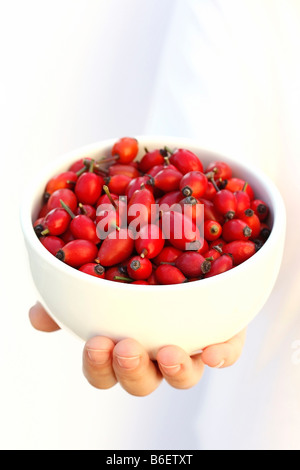 Hundsrose Hüften Rosa canina Stockfoto